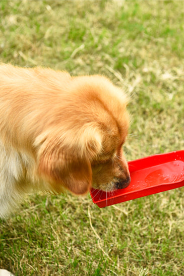 Portable Pet Travel Water Bowl