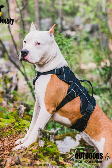Dog Harness for Hiking and Trail Running