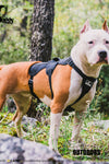 Dog Harness for Hiking and Trail Running