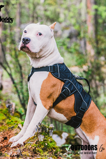 Dog Harness for Hiking and Trail Running